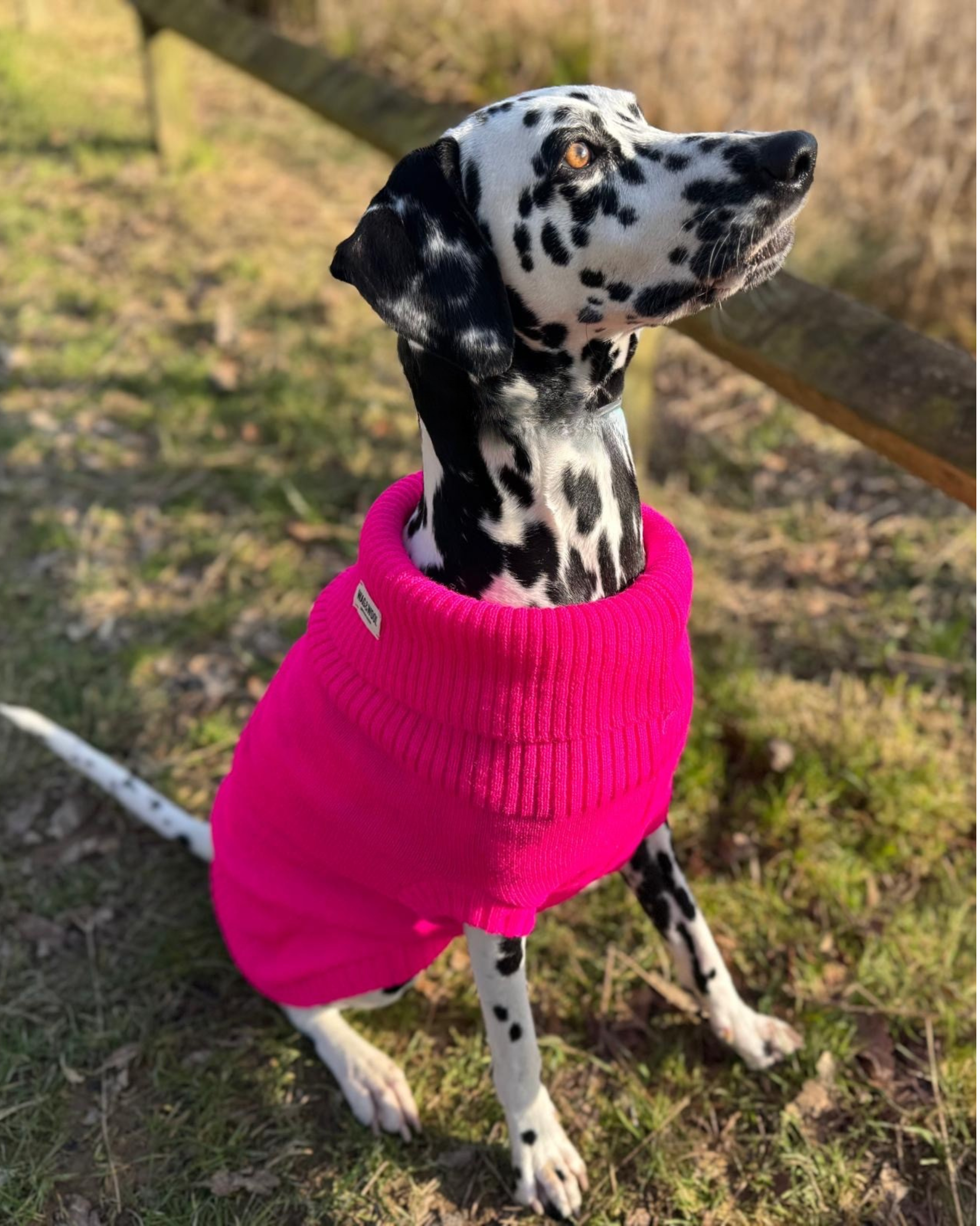 A Dalmatian in an extra large pink dog jumper