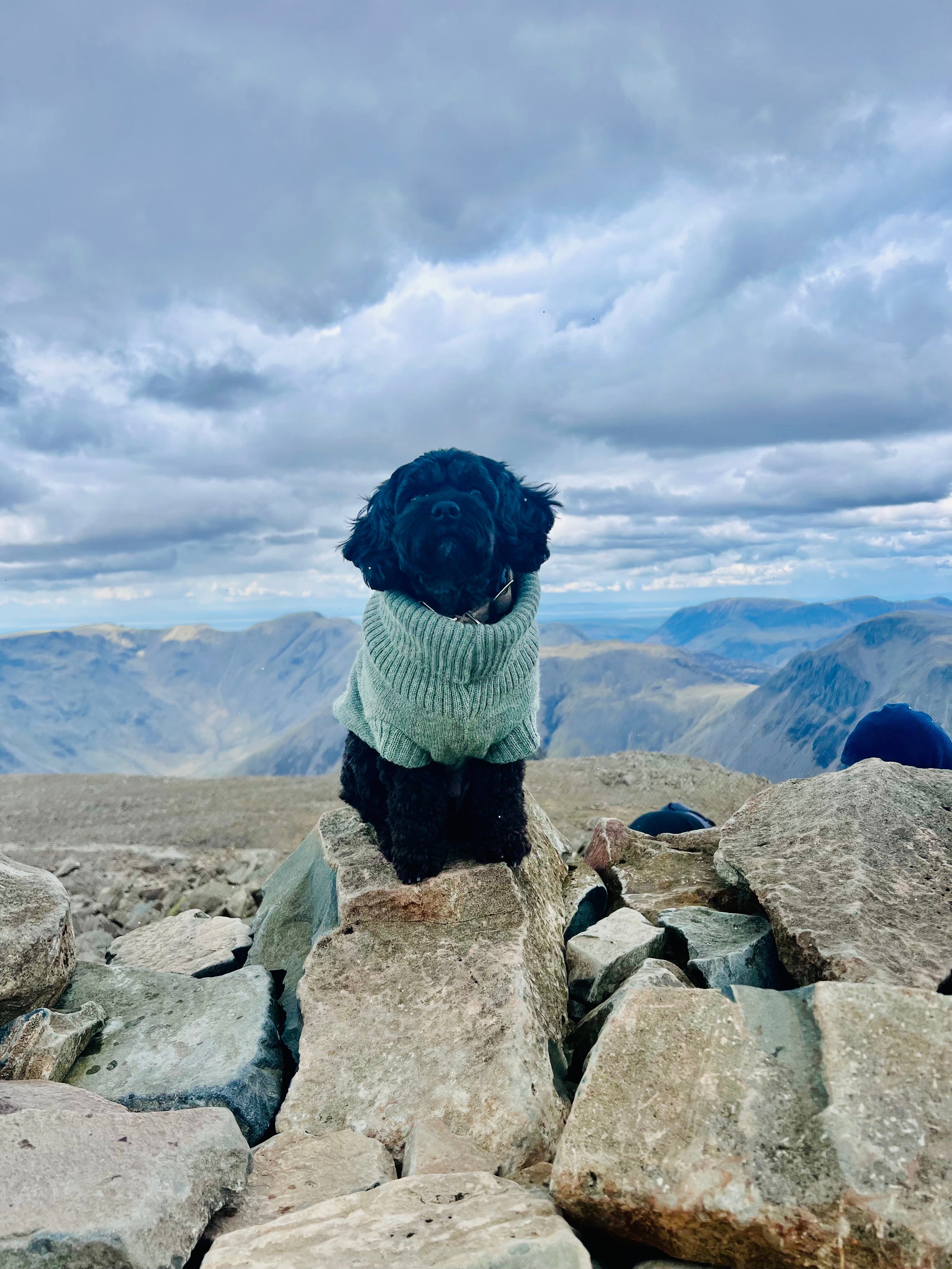 british wool dog jumper