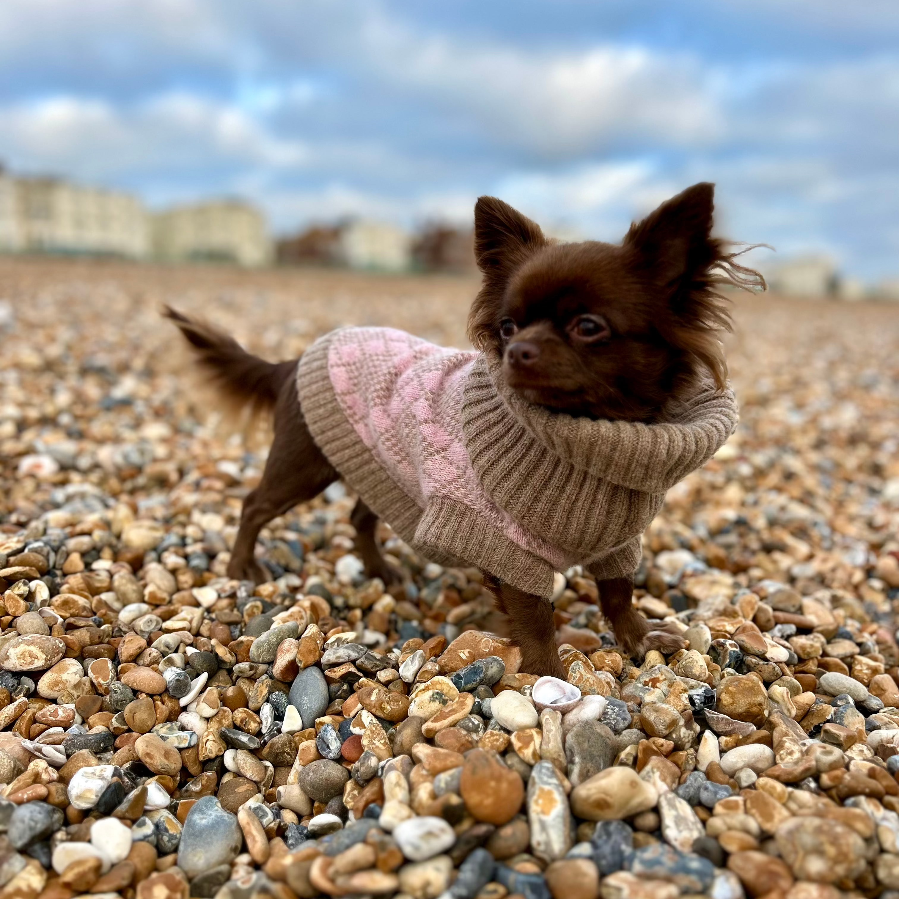 chihuahua in a pink wool dog jumper