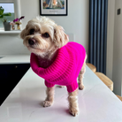 Bright pink dog jumper