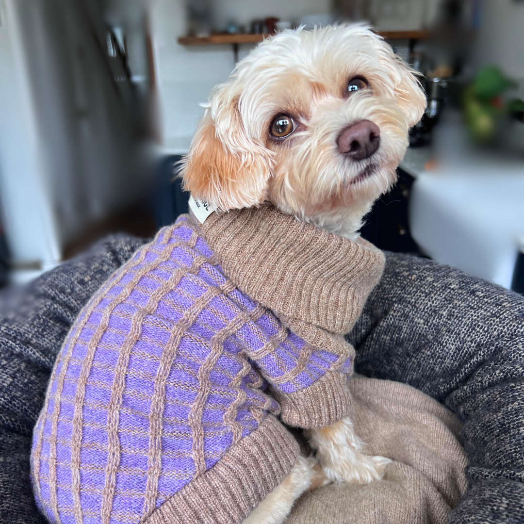 Sustainable Dog Clothes Sustainable British Made WAG WOOL