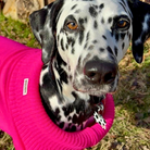 BRIGHT pink extra large dog jumper on a dalmation