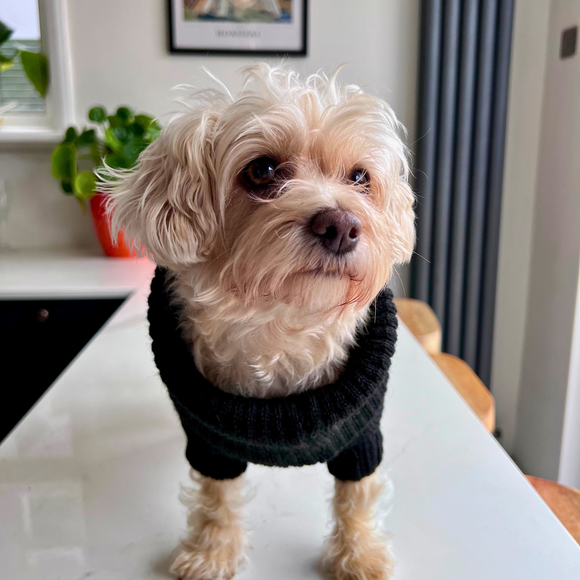 black dog jumper on a small dog