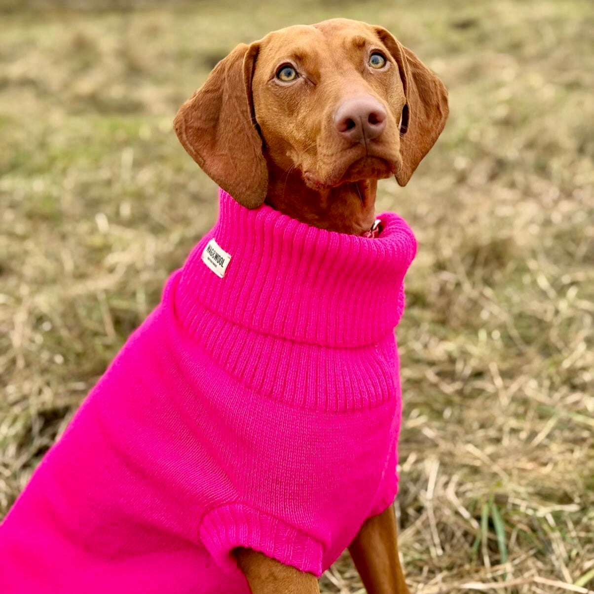 weimaraner in a jumper