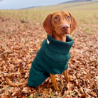 Weimaraner in a green jumper