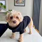 black small dog jumper