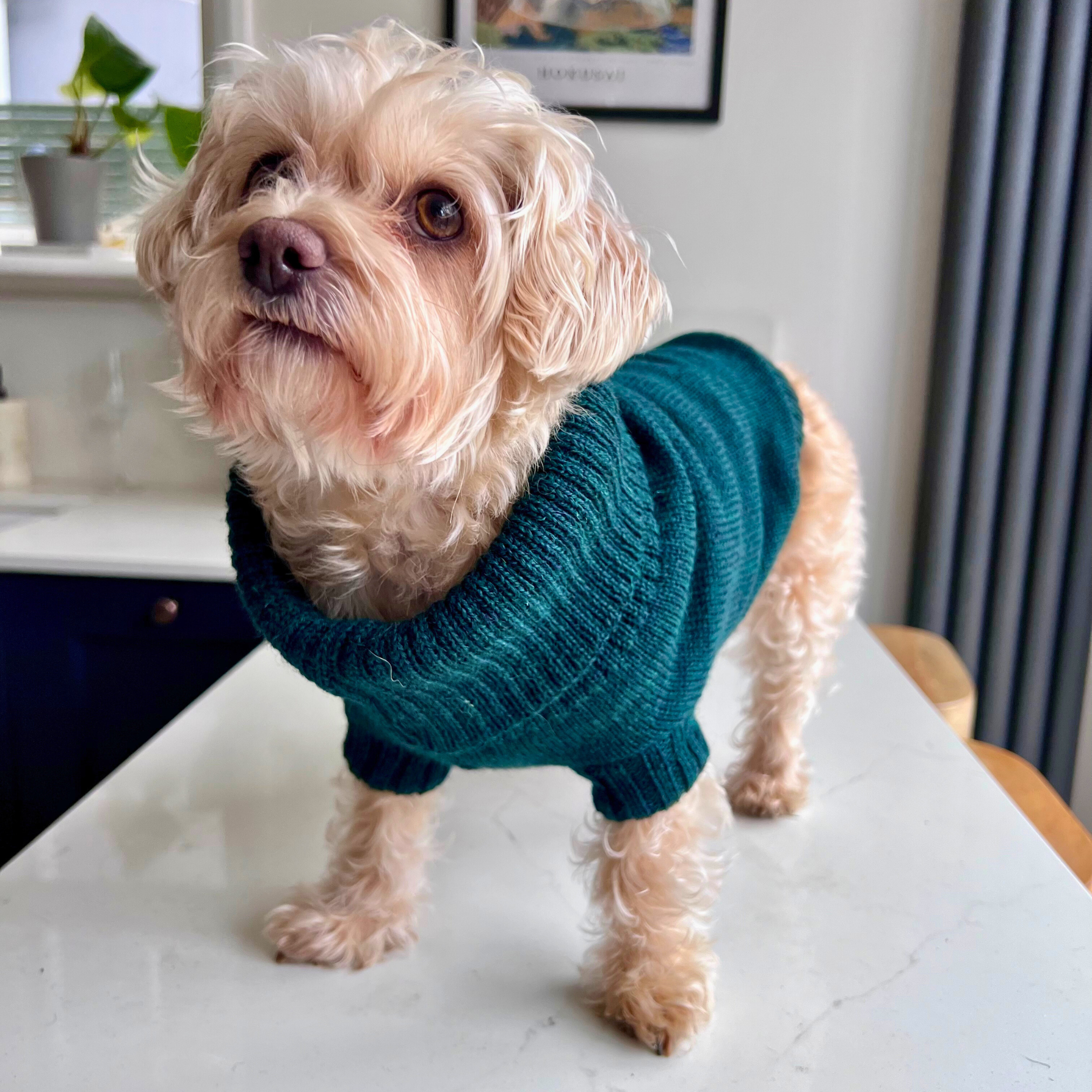 forest green british wool dog jumper