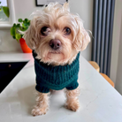 small green dog jumper