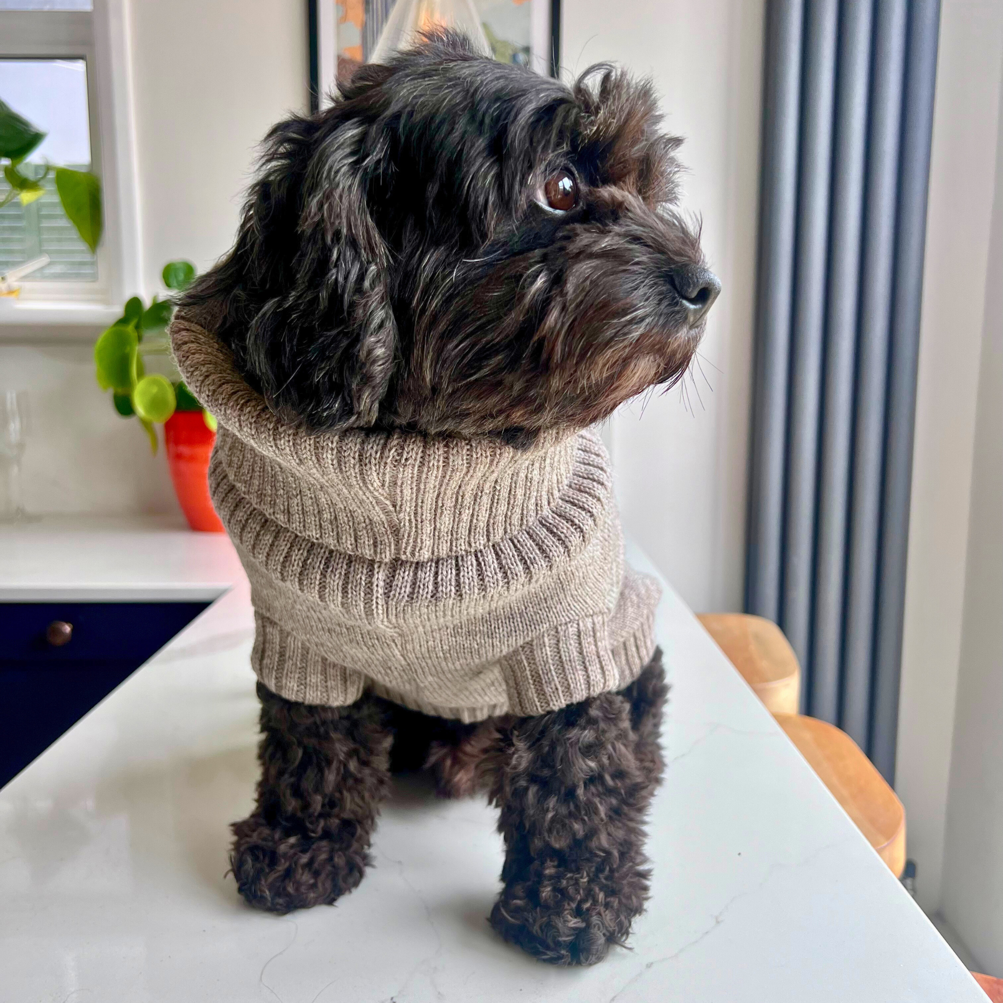 cavapoo in an oatmeal dog jumper