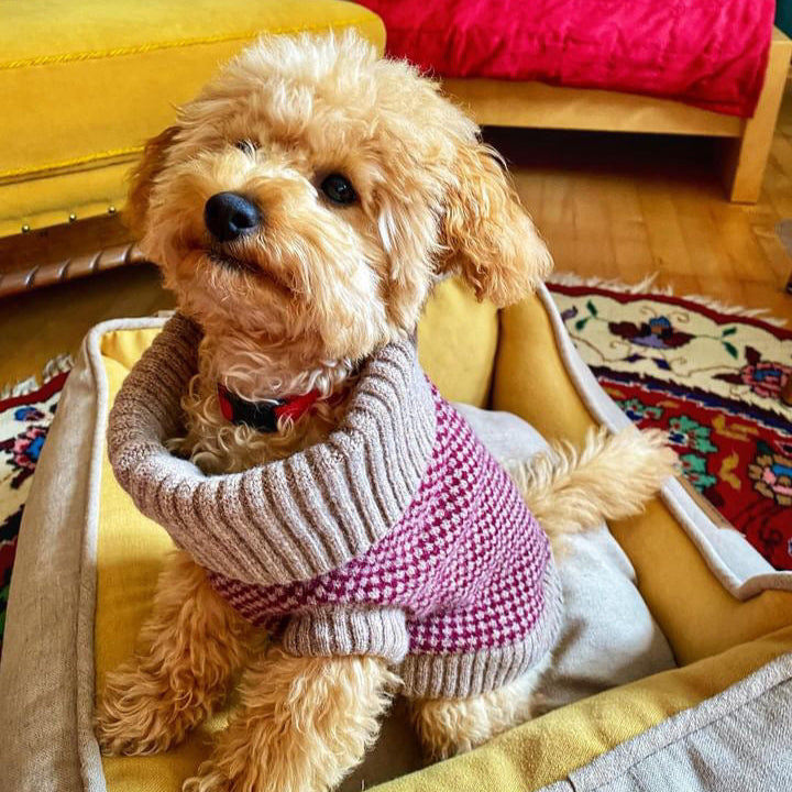 poodle wearing a wool jumper