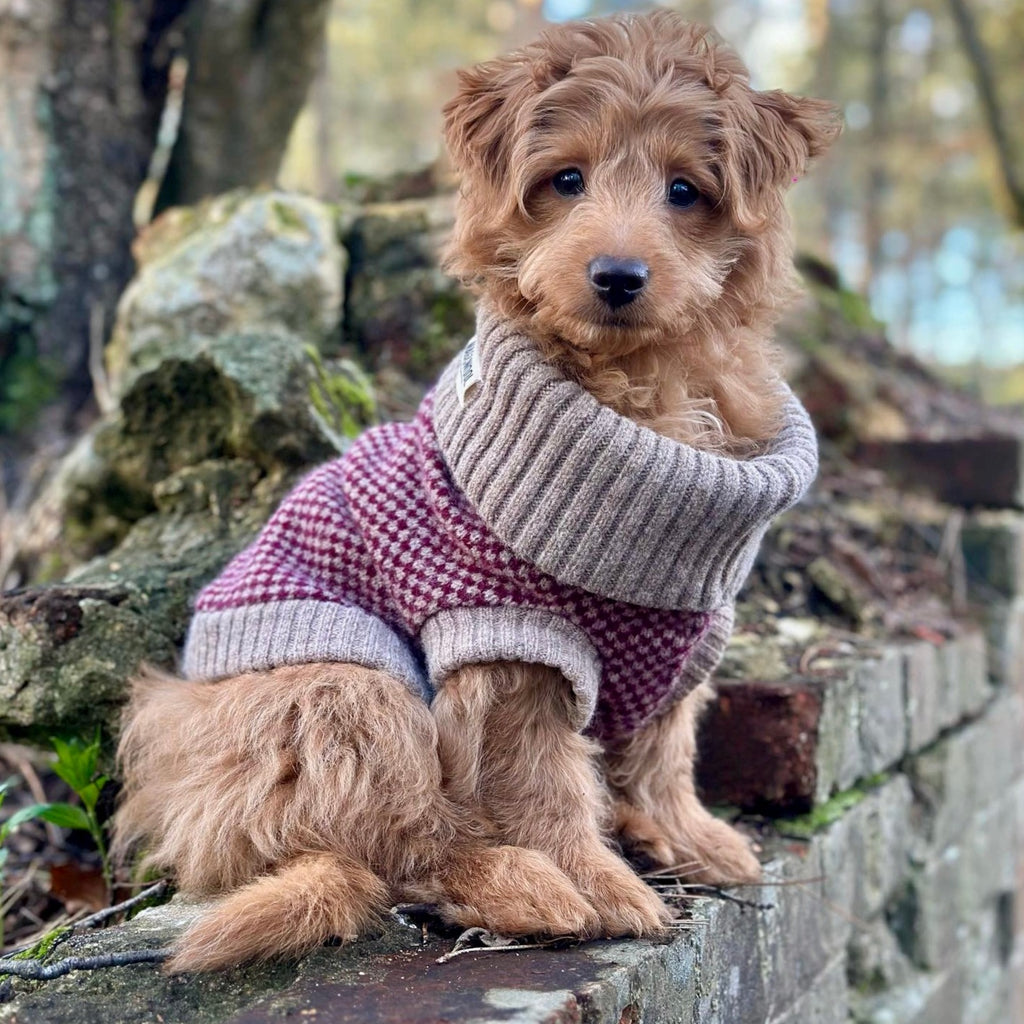 Knitted Puppy Jumpers  Sustainable & British Made – WAG&WOOL™