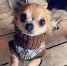 chihuahua merino jumper