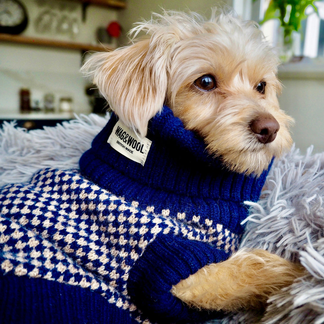 Dottie's puppy sweater