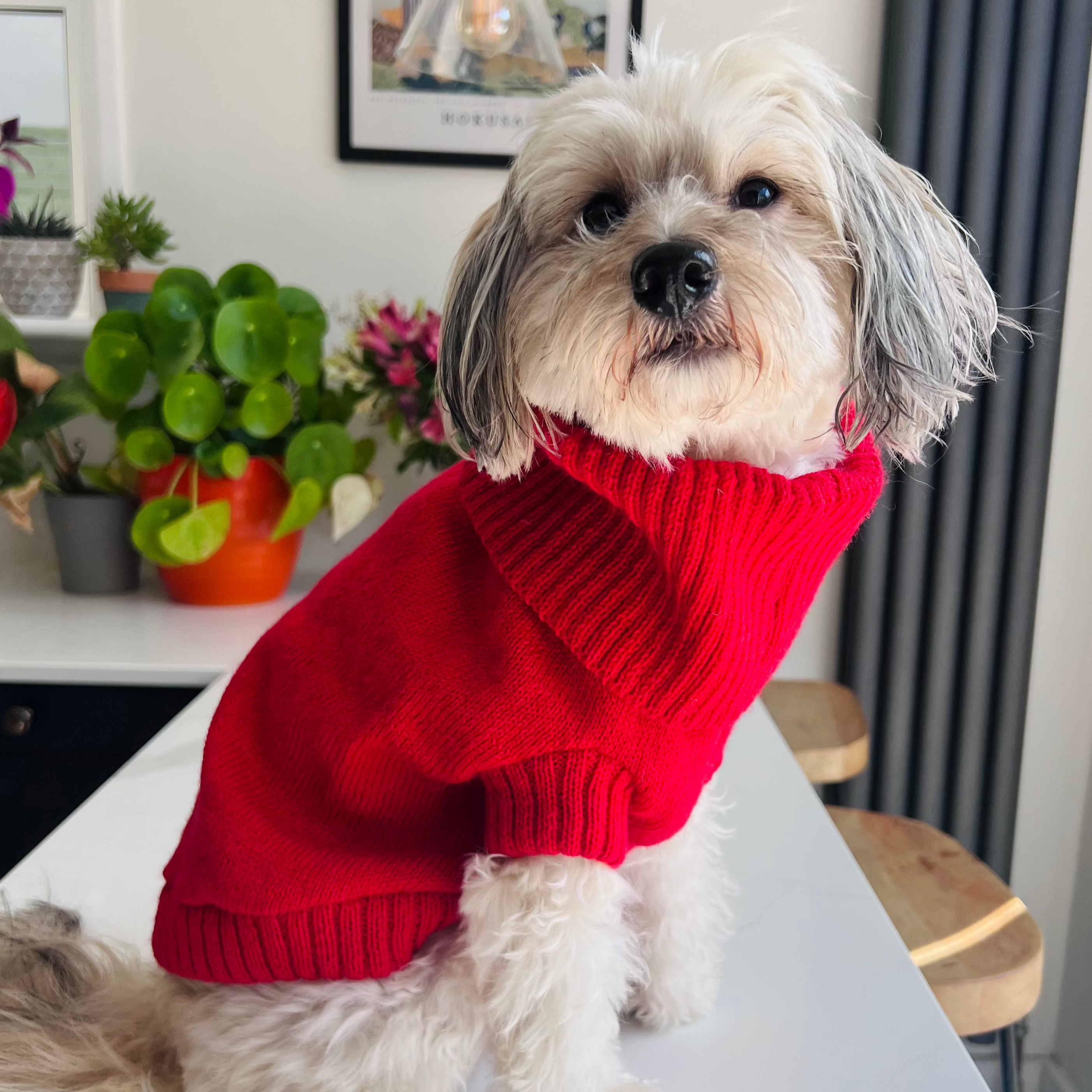 Cherry Red Dog Jumper