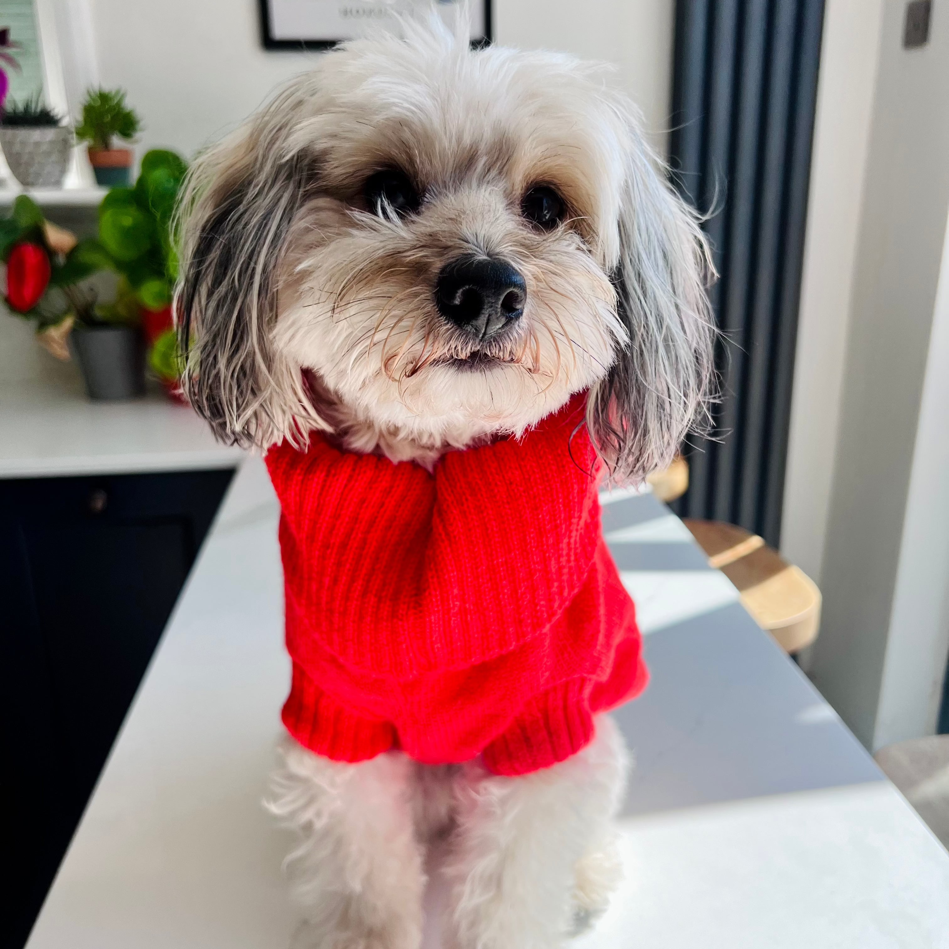 Lava Orange Dog Jumper