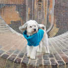 vibrant blue knitted dog jumper