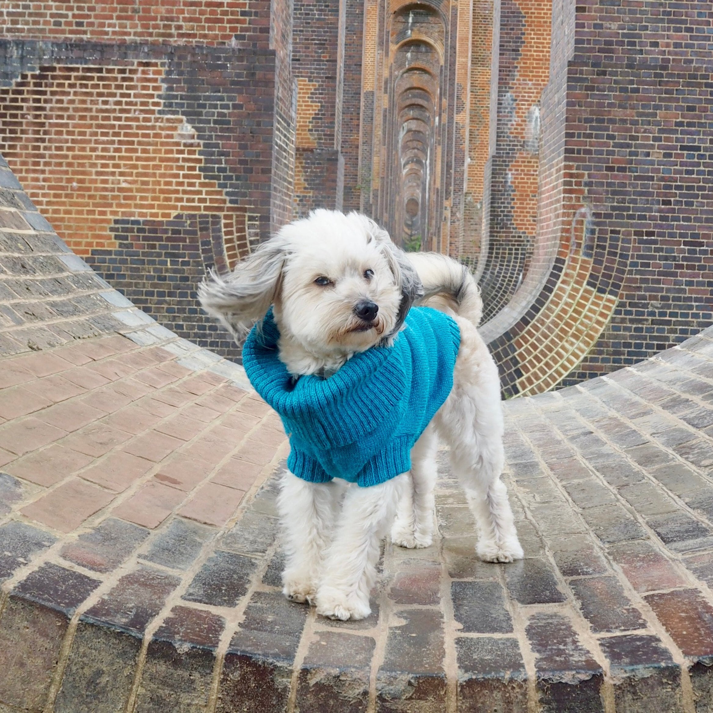 cerulean blue knitted dog jumper