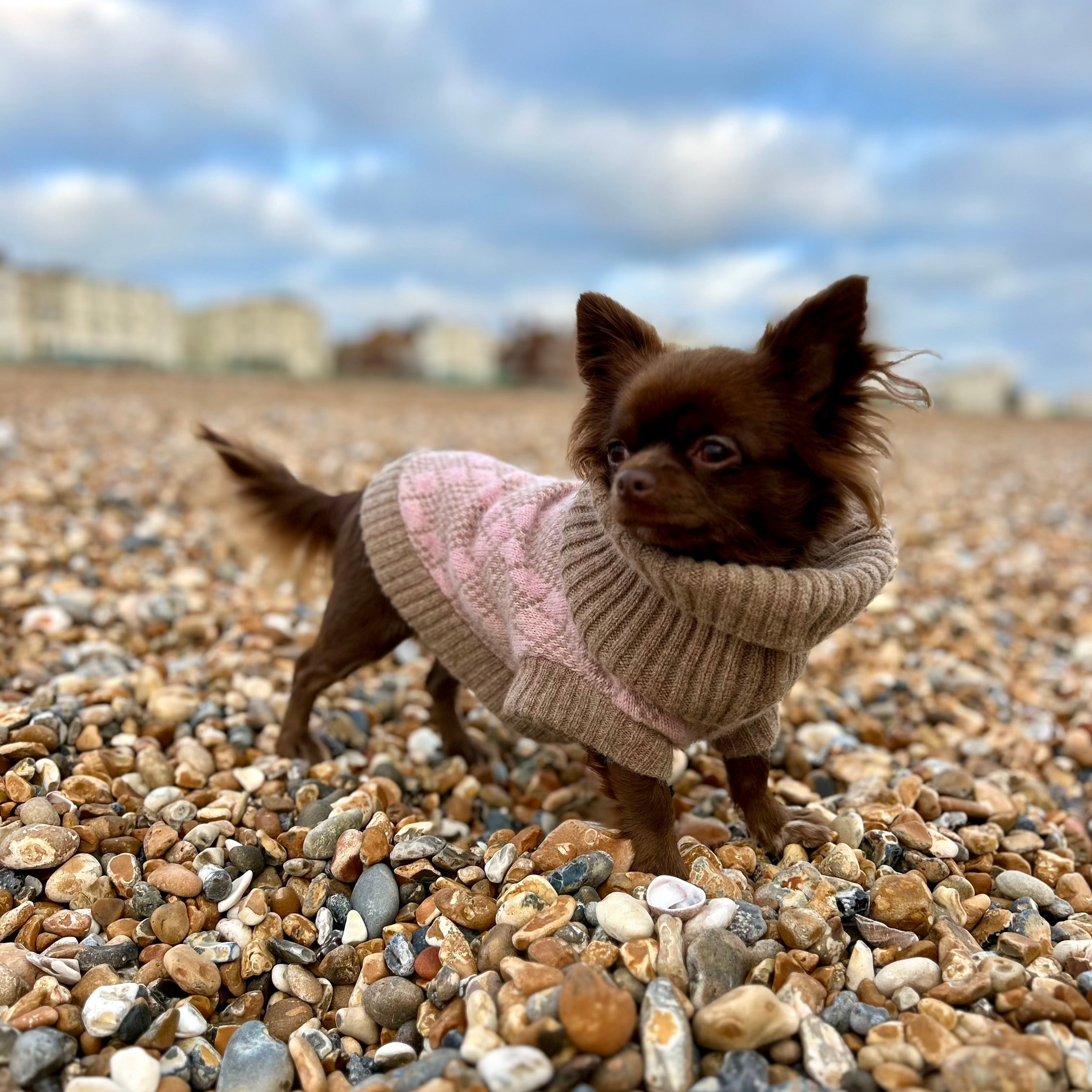 Chihuahua in a pink jumper 