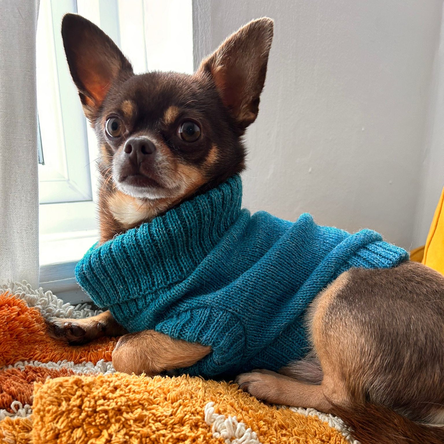 cerulean blue chihuahua jumper