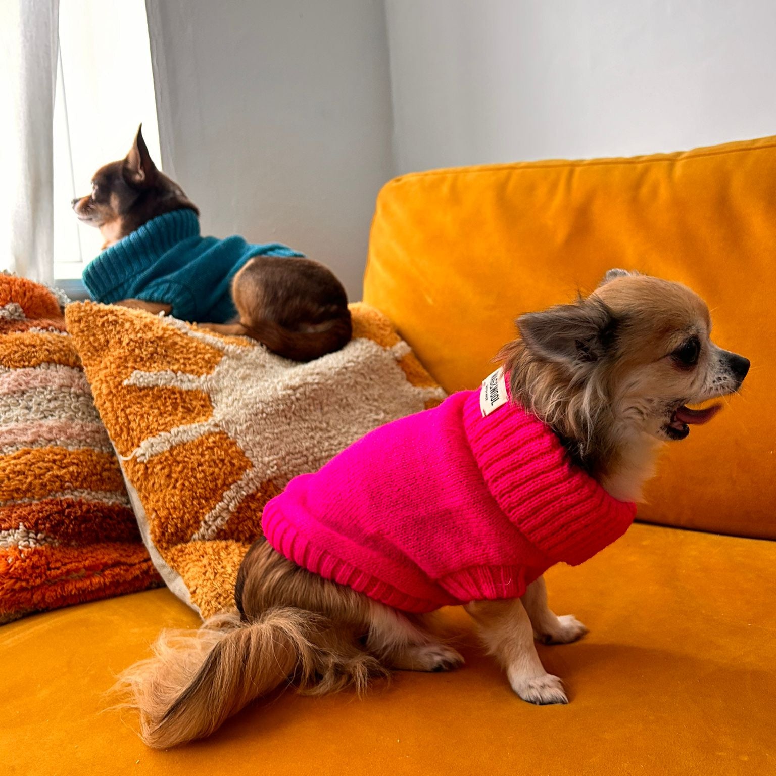 chihuahua warm clothes