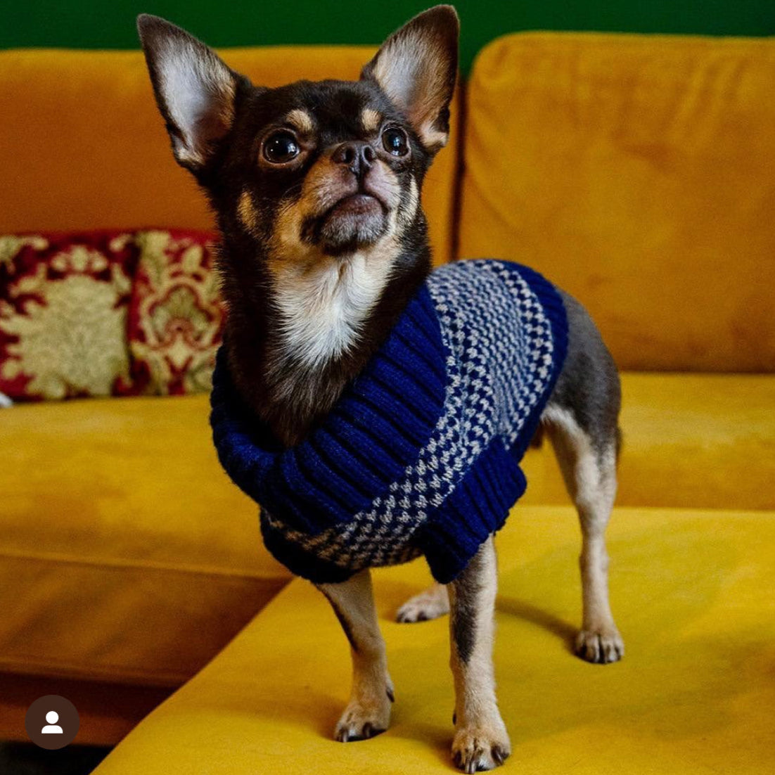 blue chihuahua jumper