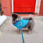 Pomeranian wearing a vibrant blue dog jumper