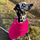 dalmation in an extra large dog jumper