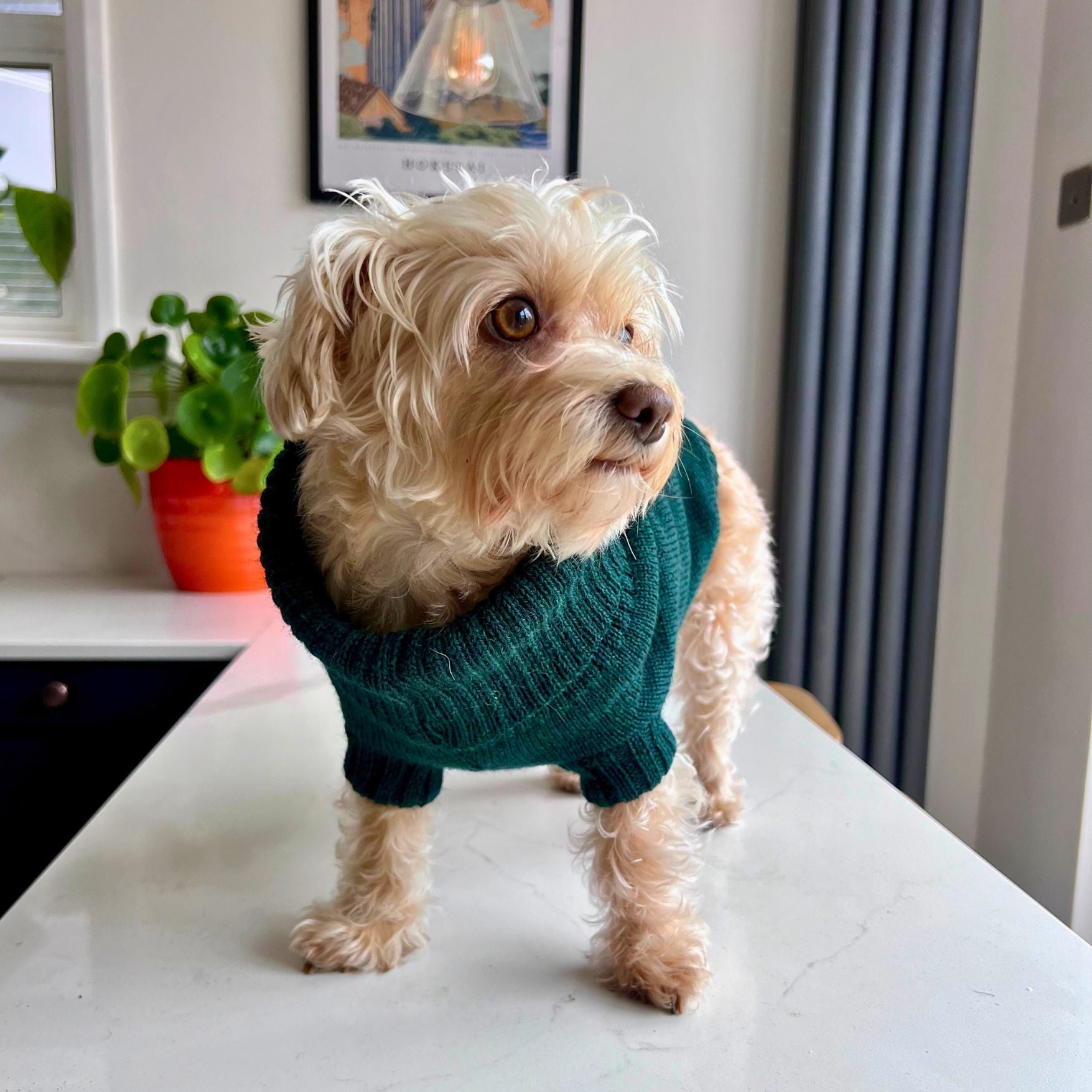 green dog jumper