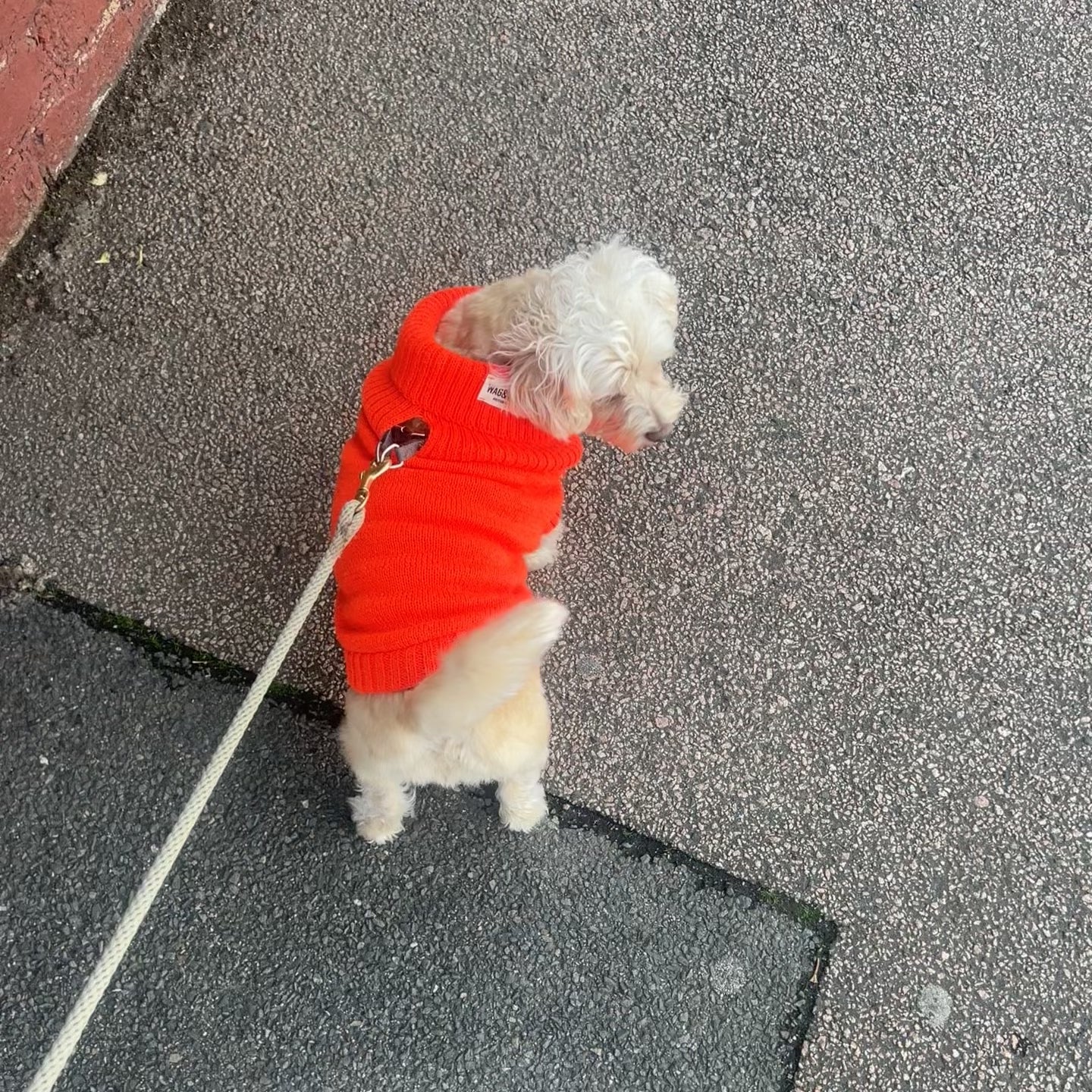 bright orange knitted dog jumper