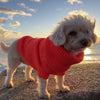 bright orange knitted dog jumper