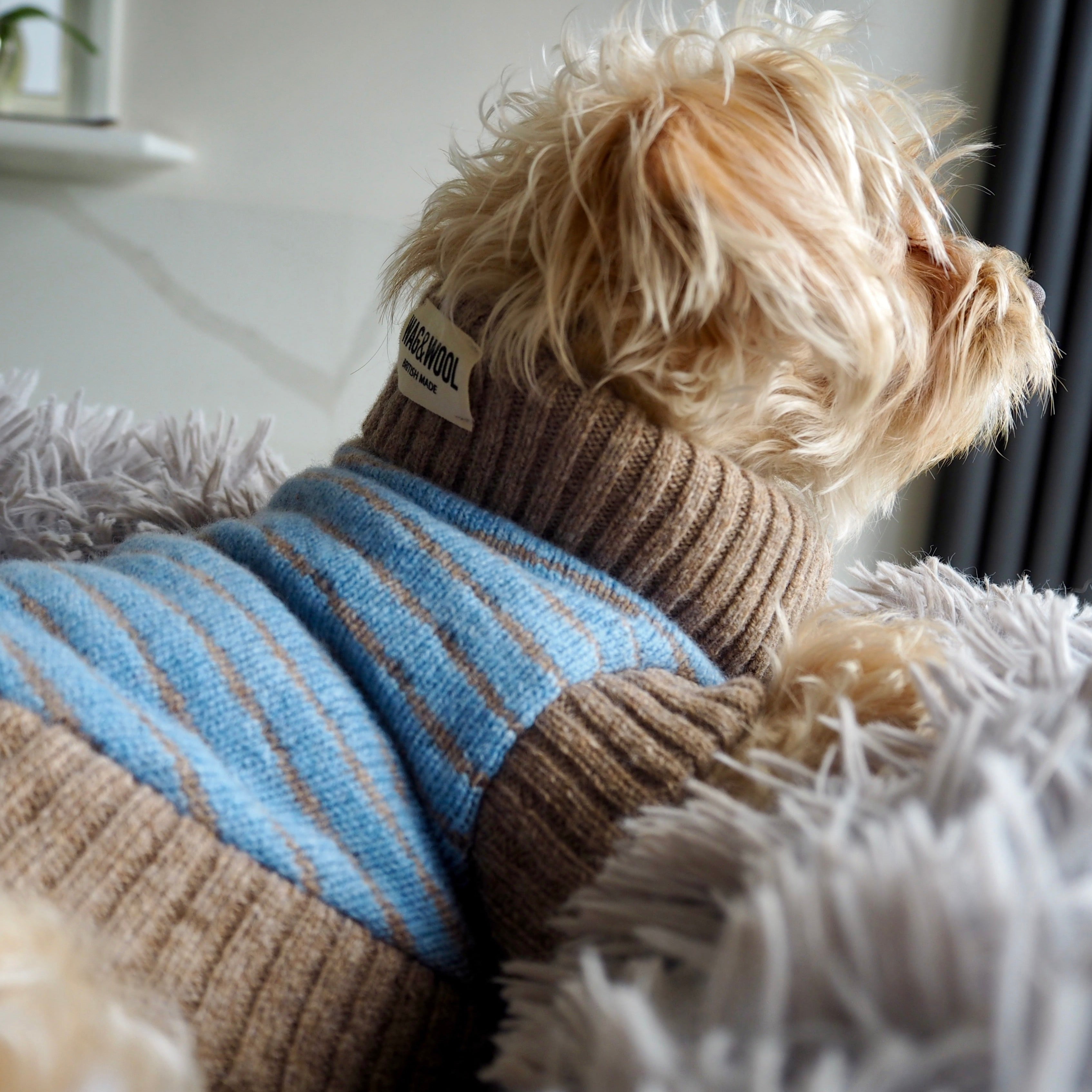 puppy in a blue jumper 