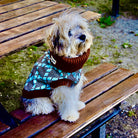 poodle in a brown and turquoise jumper 