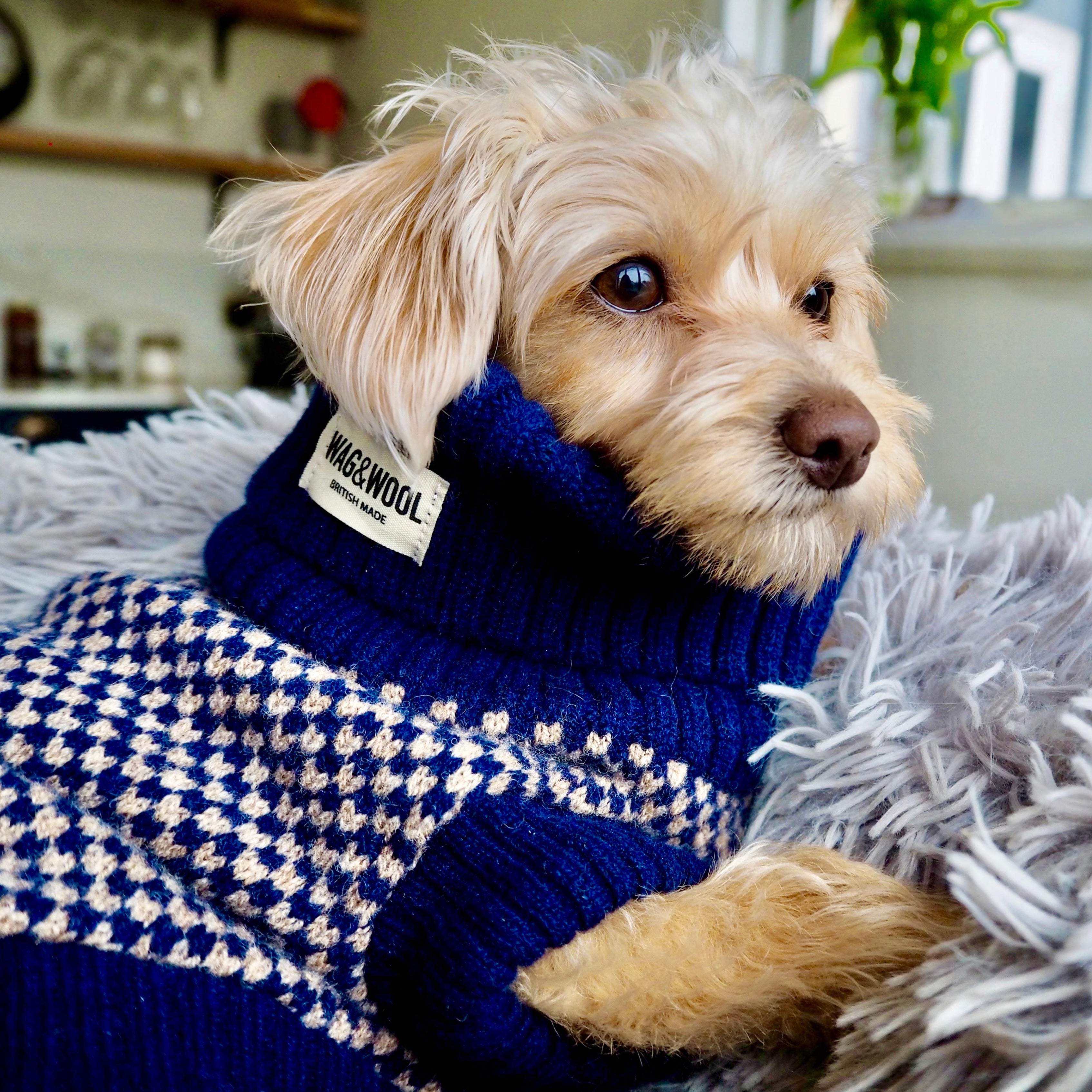 chipoo in a navy dog jumper 