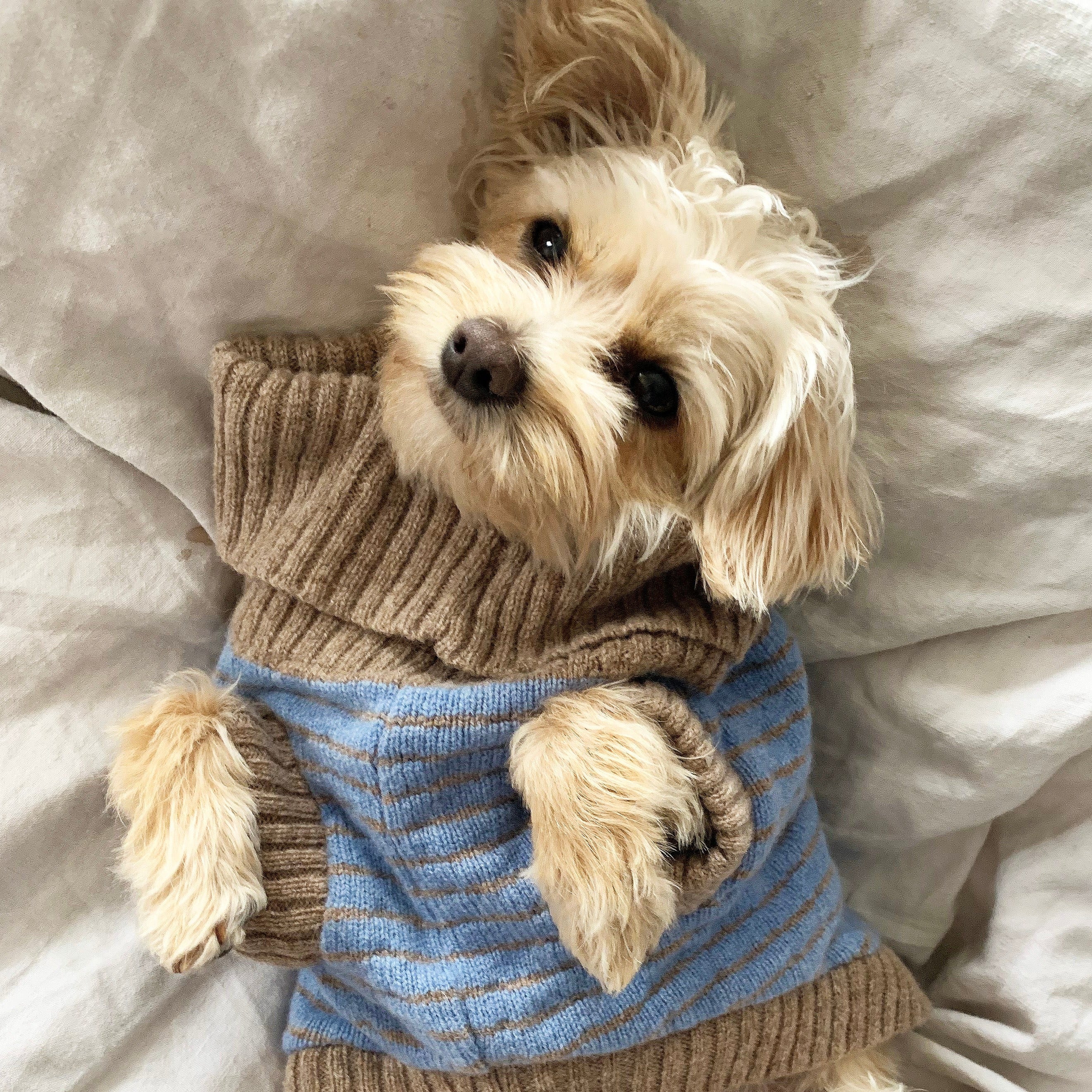 Puppy knitted clearance jumper