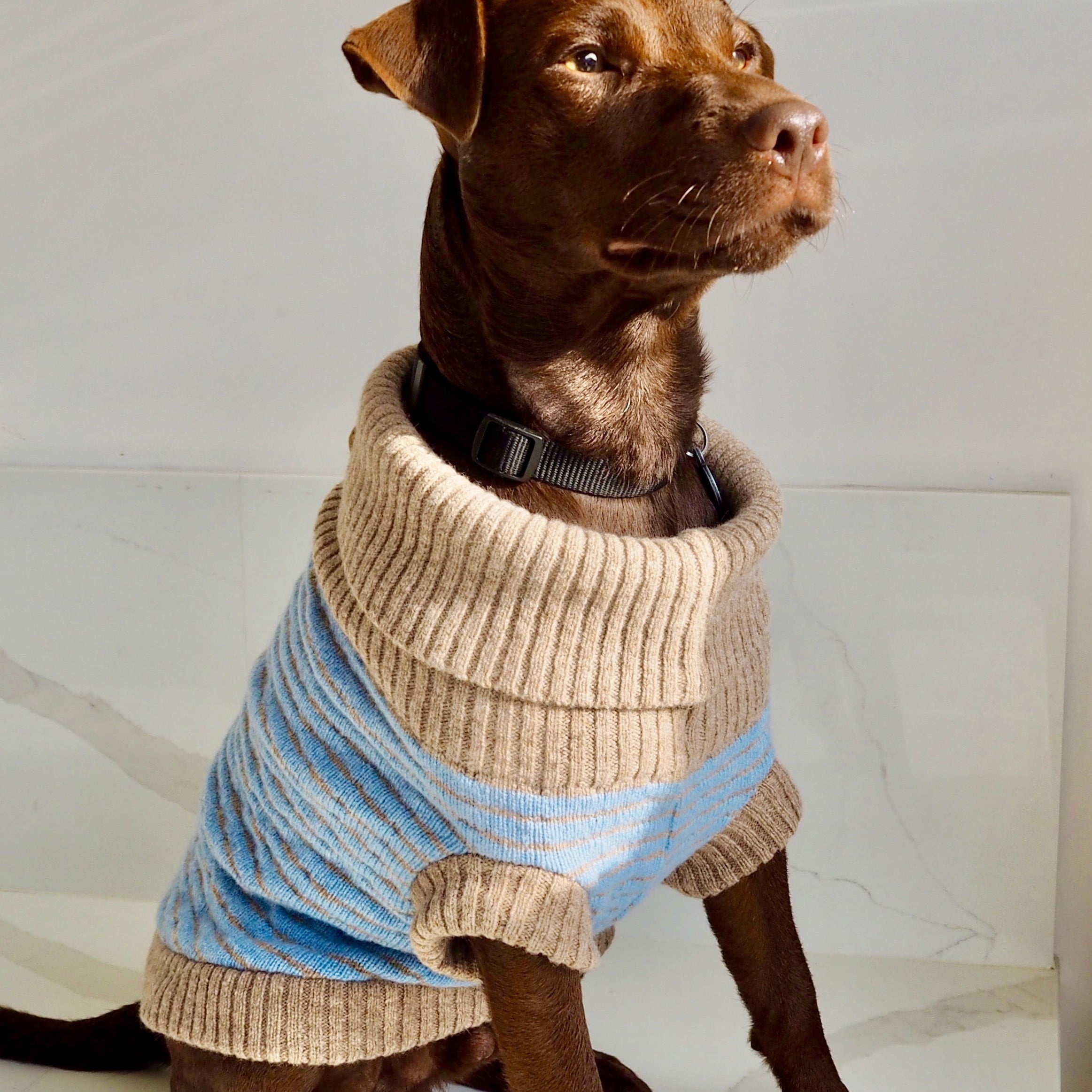 blue dog jumper on a patterdale 