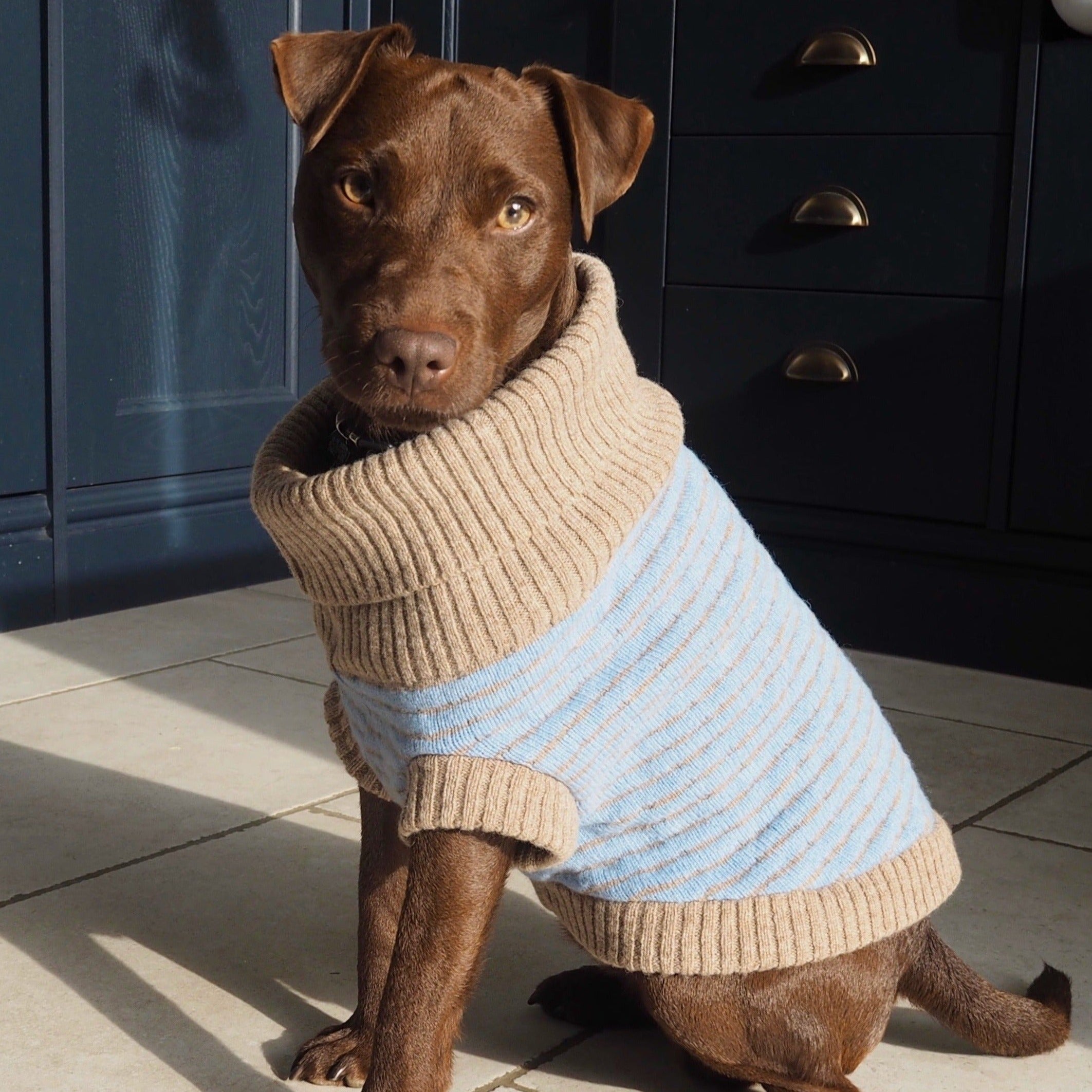 stripe blue dog jumper 