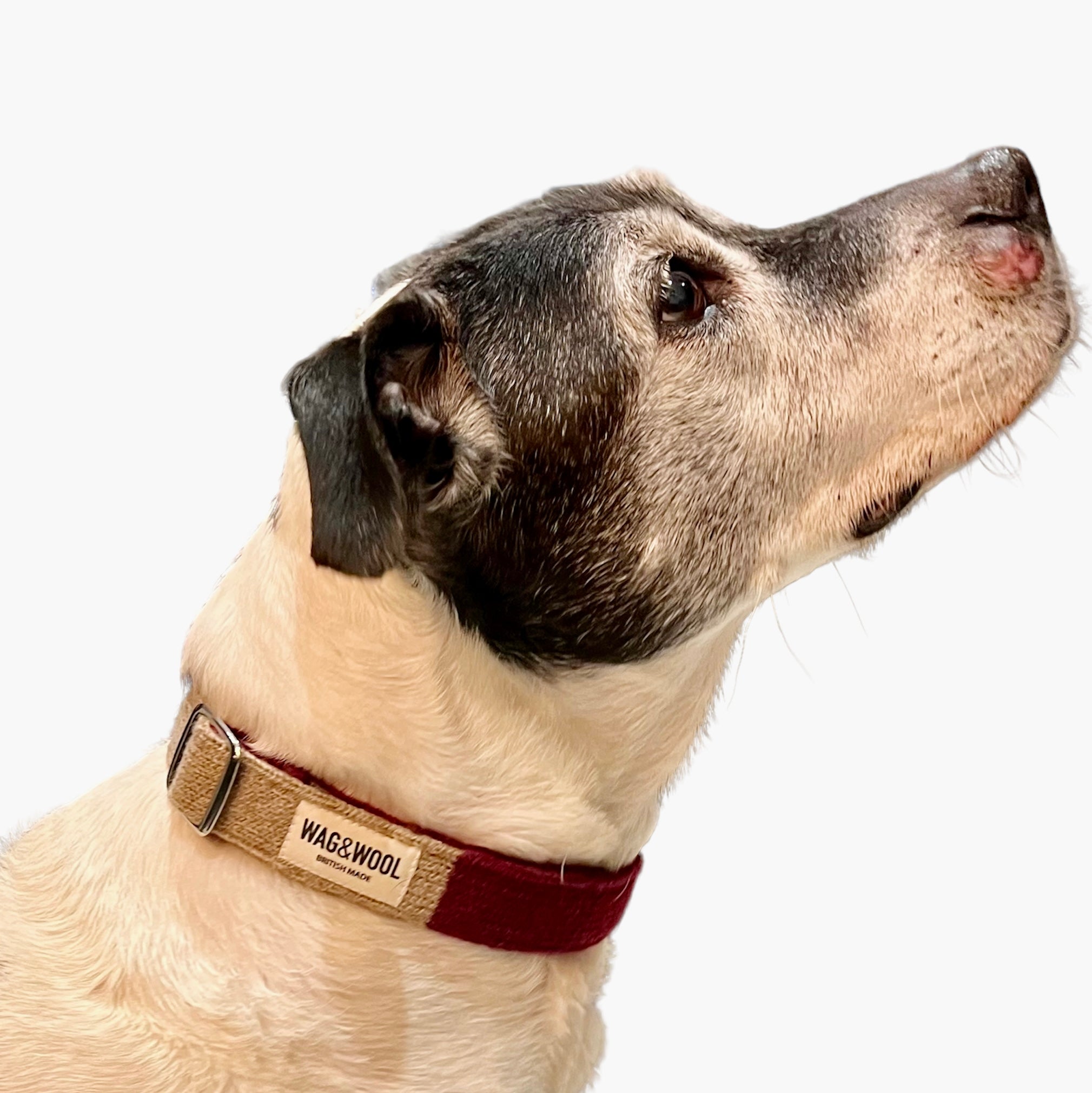 Burgundy Dog Collar Eco Handmade Sustainable British Made WAG WOOL