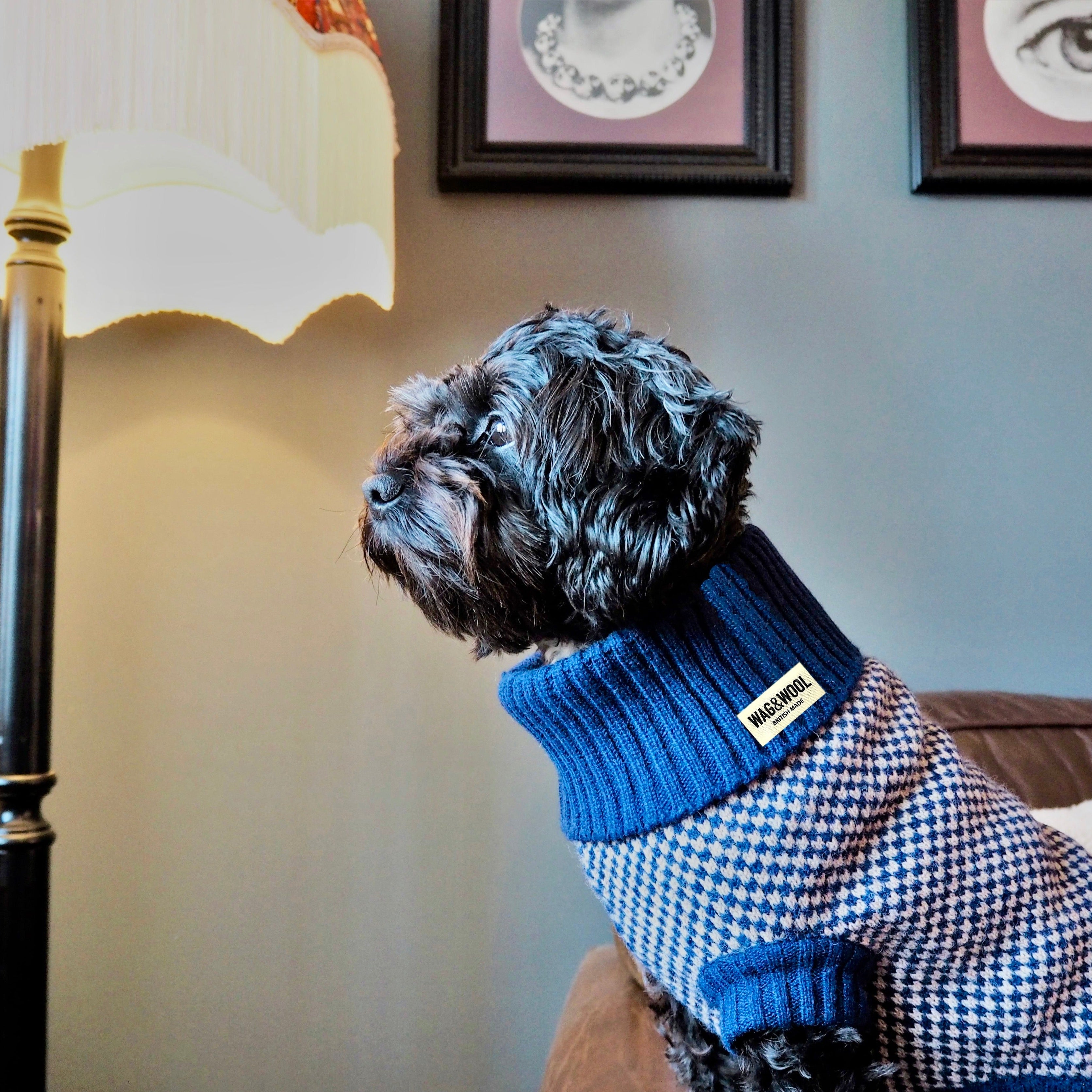 cavapoo in a navy dog jumper 